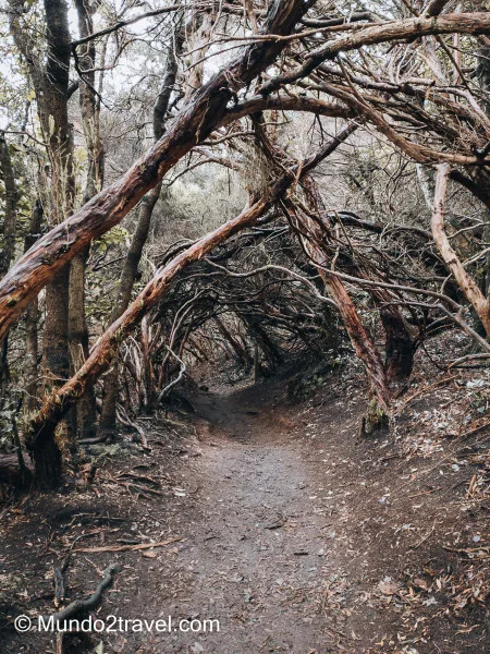 Qué ver en Tenerife, el Parque de Anaga - Sendero